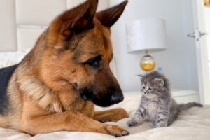 German Shepherd Meets New Kitten for the First Time!