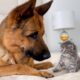 German Shepherd Meets New Kitten for the First Time!