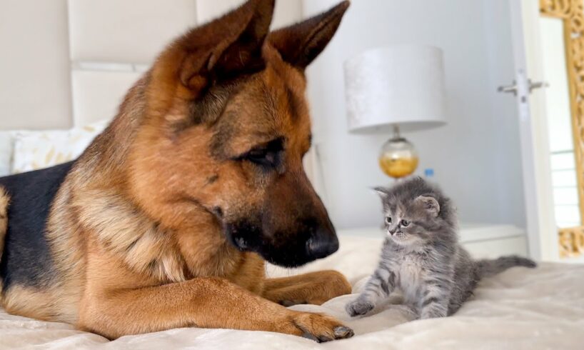 German Shepherd Meets New Kitten for the First Time!