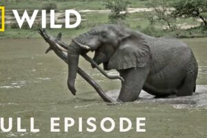 Giant Slayers (Full Episode) | Animal Fight Night