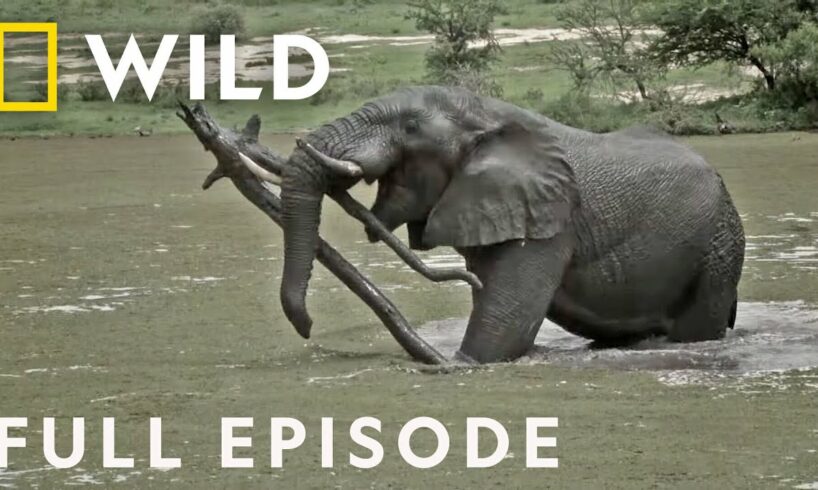 Giant Slayers (Full Episode) | Animal Fight Night