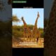 Giraffe fights: The Dance of Dominance #animals #africanwildlife