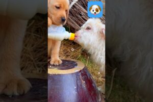 Goat drinking Milk and cute puppies #shorts🐶😍