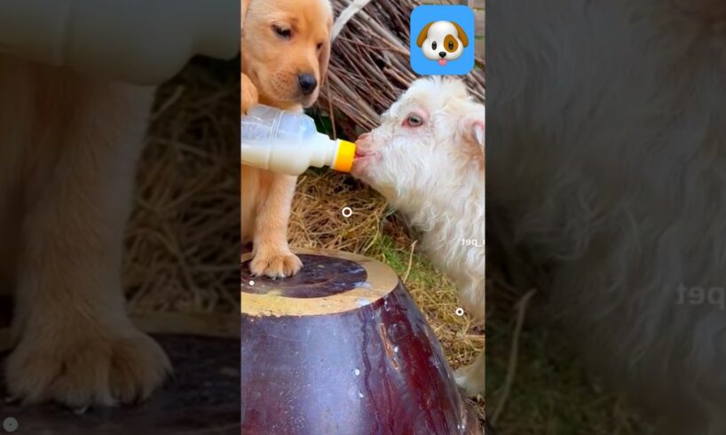 Goat drinking Milk and cute puppies #shorts🐶😍