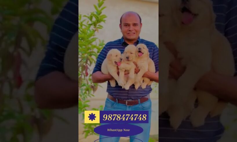 Golden Retriever Puppies | Available for New Home | Baadal Bhandaari