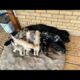 Goldendoodle puppy livestream - cute puppies webcam June 25, 2024