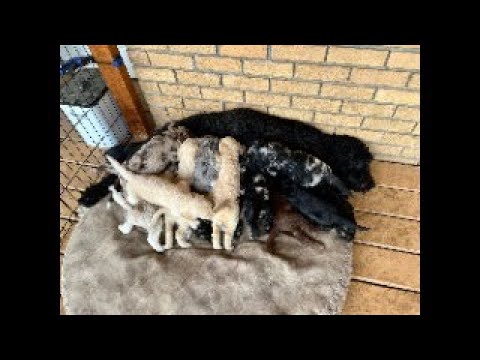 Goldendoodle puppy livestream - cute puppies webcam June 25, 2024