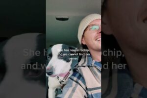 Guy Rescues Dog Running on Street While it Snowed