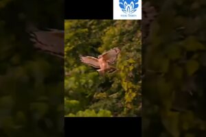 Hawk hunting small birds | 💥💥 Wonderful Animal Kingdom 3 💥💥 #short #trending #shorts