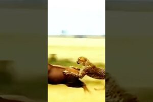 Heart-Pounding Cheetah Attack on Deer: Unbelievable Speed and Precision!