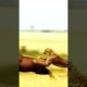 Heart-Pounding Cheetah Attack on Deer: Unbelievable Speed and Precision!