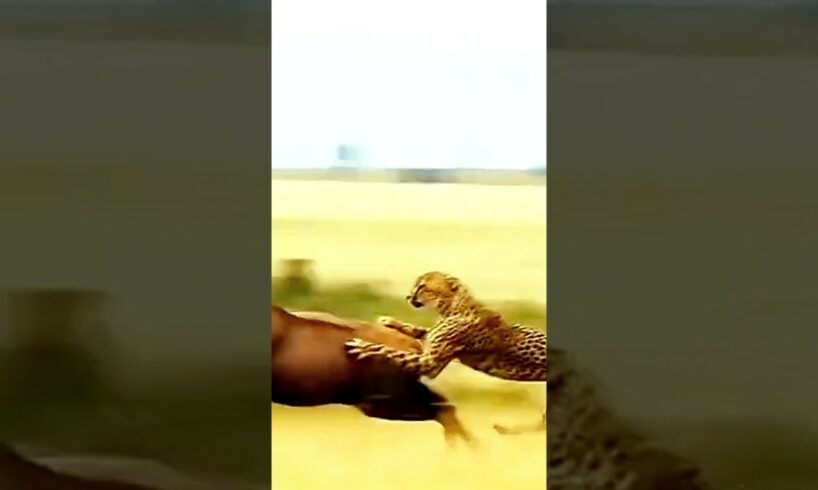 Heart-Pounding Cheetah Attack on Deer: Unbelievable Speed and Precision!