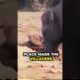 Heartwarming Elephant Rescue Story