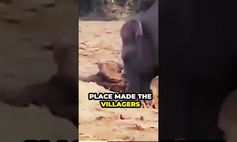 Heartwarming Elephant Rescue Story