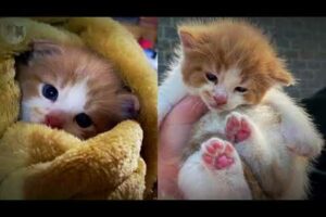 Heartwarming Reunion Worker Rescues Lone Kitten and Finds Littermates