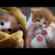 Heartwarming Reunion Worker Rescues Lone Kitten and Finds Littermates