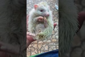 Hedgehog want run play #animalphotos #animals #hedgehog #animalpictures #cute #cuteanimals