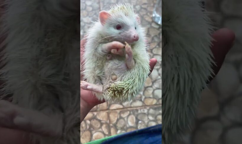 Hedgehog want run play #animalphotos #animals #hedgehog #animalpictures #cute #cuteanimals