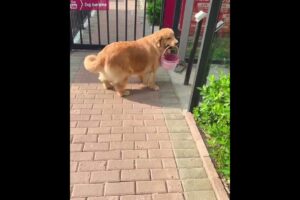 High IQ golden retriever opens the electric gate of the community😇