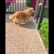 High IQ golden retriever opens the electric gate of the community😇