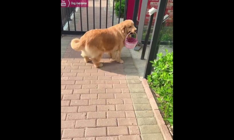 High IQ golden retriever opens the electric gate of the community😇