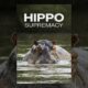 Hippo Supremacy