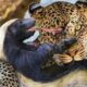 Honey Badger Shows The Leopard Who's The Boss !!