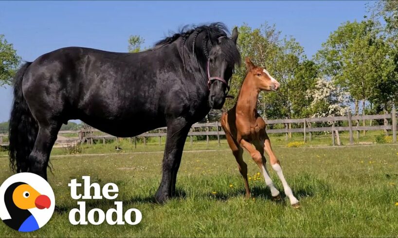 Horse Mother Who Lost Her Baby Adopts A Foal As Her Own! | The Dodo Faith = Restored