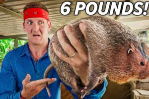 I Ate a Giant Rat in Cambodia!! Exposing Exotic Meat Farms!