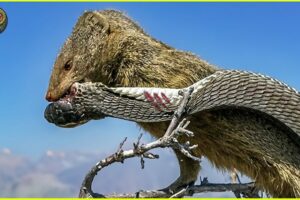 Incredible Moments of Mongoose vs King Cobra Fights | Animal Fighting