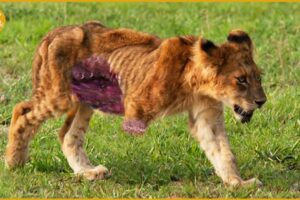 Injured Lion Cubs Suffer While Hunting, What Happens Next? | Animal Fight