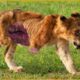 Injured Lion Cubs Suffer While Hunting, What Happens Next? | Animal Fight