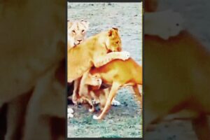 Intense Showdown: Lion Cubs Launch Surprise Attack on Deer!