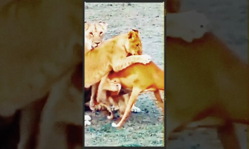 Intense Showdown: Lion Cubs Launch Surprise Attack on Deer!