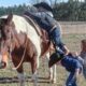 Kids Help Each Other Up on the Horse 🤣 | BEST Animal Videos