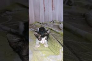 💕 Kitten 😍 Rescue 😻#shorts #kitten #rescue #rescuekittens #babykittens #shelter #adopt #fyp #viral