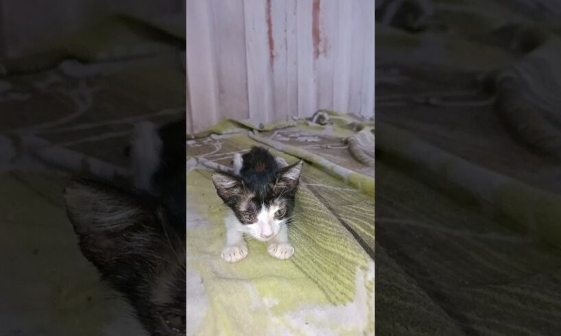 💕 Kitten 😍 Rescue 😻#shorts #kitten #rescue #rescuekittens #babykittens #shelter #adopt #fyp #viral