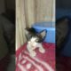 Kitten Rescue 🤧#shorts #kitten #rescue #shelter #adopt #rescuekittens #adopt #animals #fyp #viral