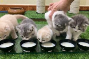 Kitten meal - Kitten drinking milk.