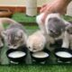 Kitten meal - Kitten drinking milk.