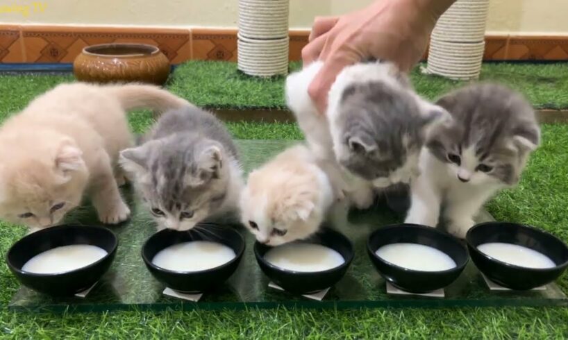 Kitten meal - Kitten drinking milk.