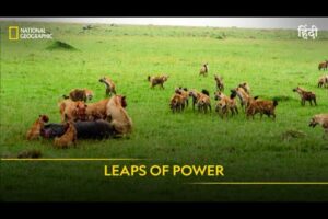 Leaps of Power | Animal Fight Club | Full Episode | S4 - E5 | National Geographic