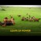 Leaps of Power | Animal Fight Club | Full Episode | S4 - E5 | National Geographic