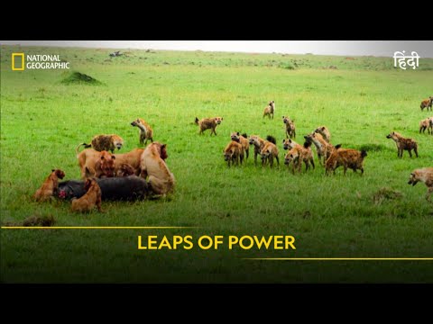 Leaps of Power | Animal Fight Club | Full Episode | S4 - E5 | National Geographic