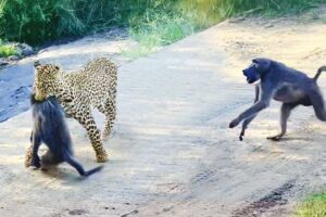 Leopard Pulls Off Perfect Ambush on Baboon - But they Fight Back