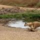 Lion fails to catch gazelle in epic safari footage