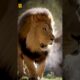 Lions Animal #Lion #Animal #Shorts #2024