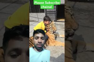 Little Kid Playing Dangerous Bengal Tiger | Nouman Hassan |#shorts #animals #tiger #viralshorts