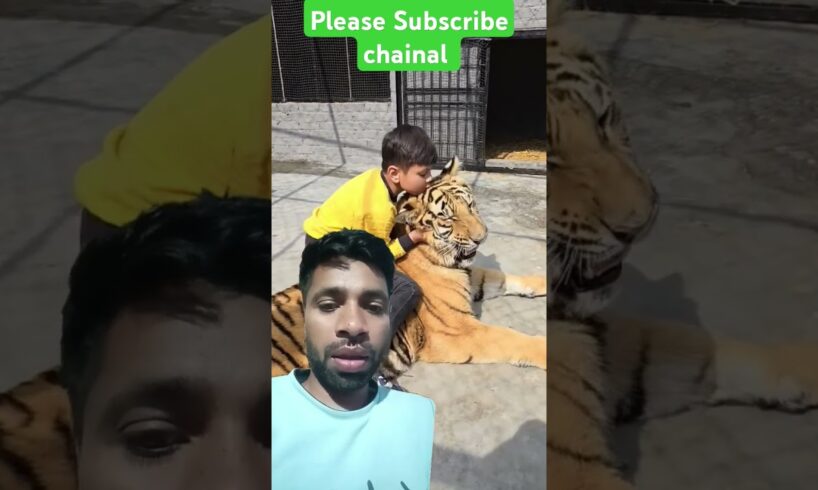 Little Kid Playing Dangerous Bengal Tiger | Nouman Hassan |#shorts #animals #tiger #viralshorts