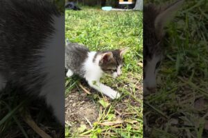 Little kitten wants to play, meow #shorts  #cat #kitten #cute  #mother #animals #cats #kittens